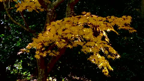 Orange maple in late autumn Stock Footage 145312924