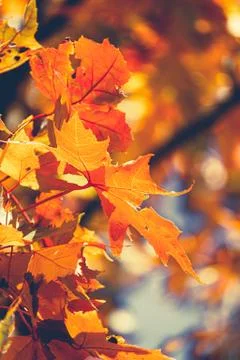 Orange maple leaf in autumn closeup. Stock Photos