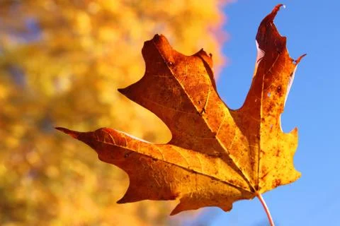 Orange maple leaf in autumn Stock Photos