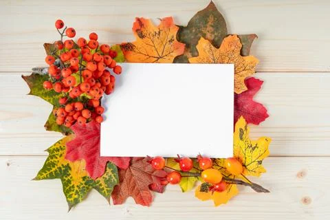 Orange maple leaf, berries and mock up paper blank on wooden background. Hello Stock Photos
