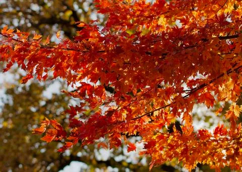 Orange maple leaf branches Stock Photos