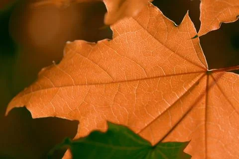 Orange maple leaf close up lit by the sun. Autumn natural background 写真素材