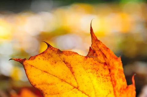 Orange maple leaf at fall close-up against a blurred background Stock Photos