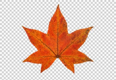 Orange maple leaf with five pointed lobes featuring realistic autumn transi.. Stock Photos