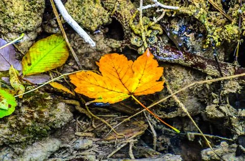 Orange Maple Leaf Floating on the Surface of the River. Crystal Clear Waters Stock Photos