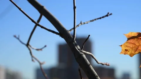 Orange maple leaf with Halloween face Stock Footage 228883113