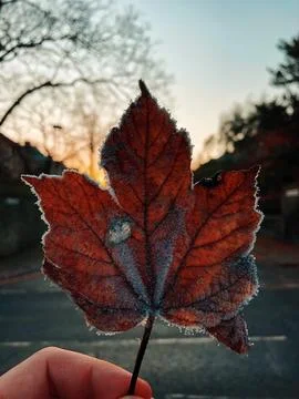 Orange maple leaf in hands, autumn, rain, orange leaf, copy space Foto stock