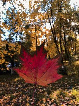 Orange maple leaf in hands, autumn, rain, orange leaf, copy space Stock Photos