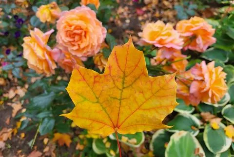 An orange maple leaf hangs over a bush of orange roses in a park on an autumn Fotos Stock