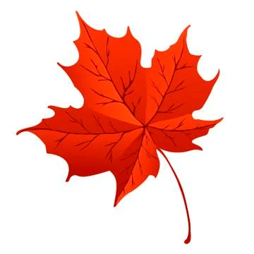 Orange maple leaf isolated on white background Stock Illustration