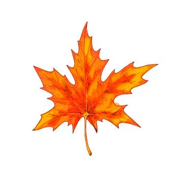 Orange maple leaf isolated on a white background. Autumn element Stock Illustration