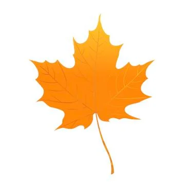 Orange maple leaf isolated on a white background. Autumn element  Stock Illustration
