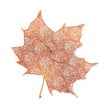 Orange maple leaf isolated on white background. Detailed vector illustration  Stock Illustration