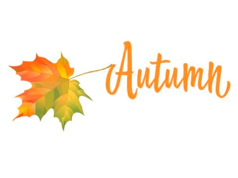 Orange maple leaf isolated on white background. Inscription Autumn. Vector  Stock Illustration