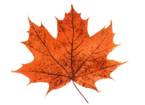 Orange maple leaf isolated on white background Stock Photos