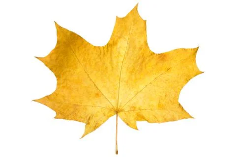 Orange maple leaf isolated on white. Autumn dry leaf. Stock Photos