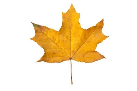 Orange maple leaf isolated on white. Autumn dry leaf Stock Photos