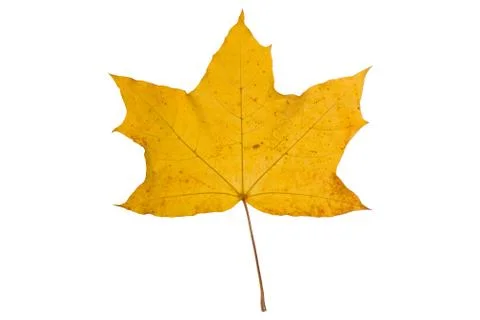 Orange maple leaf isolated on white. Autumn dry leaf. Stock Photos