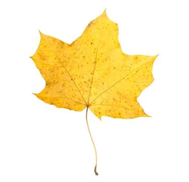 Orange maple leaf isolated on white. Autumn dry leaf. Stock Photos
