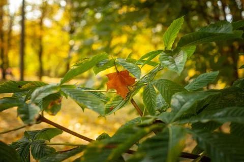 Orange maple leaf lying on a green bush in a forest Stock Photos