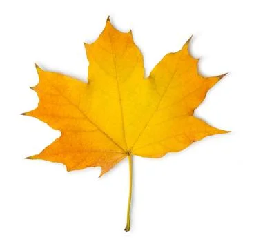 Orange maple leaf Orange maple leaf isolated on a white background Copyrig... Stock Photos