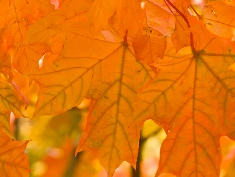 Orange maple leaf Stock Photos