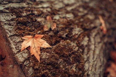 A orange maple leaf is seen up close as it lays on a mossy log. Stock Photos