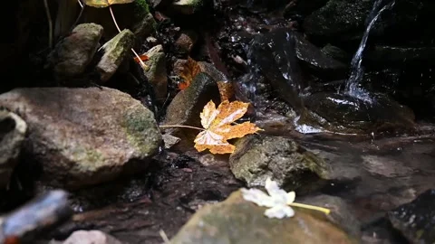 Orange maple leaf in a small waterfall Stock Footage 145986439