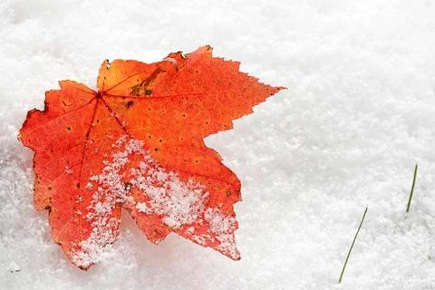 Orange maple leaf in snow Stock Photos