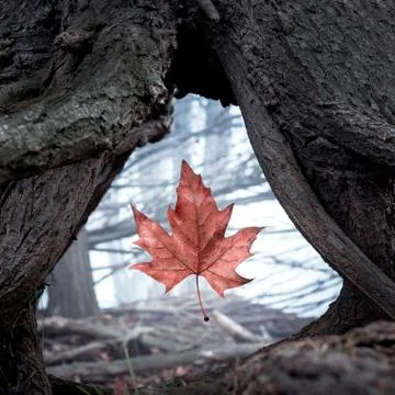 Orange maple leaf on a tree stump. Artistic autumnal background of a leaf fal Stock Photos