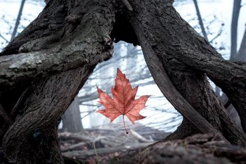 Orange maple leaf on a tree stump. Artistic autumnal background of a leaf fal Stock Photos