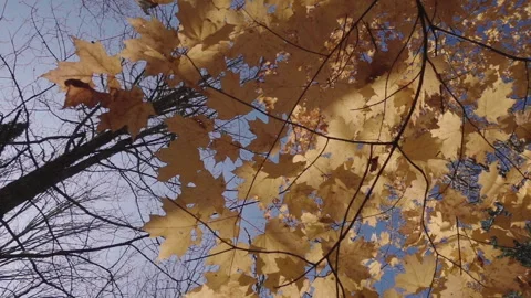 Orange Maple leafs Video stock 252853412