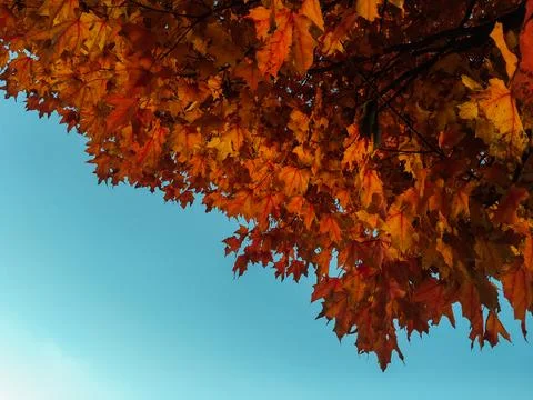 Orange maple leaves and fall foliage against the blue sky. Stock Photos