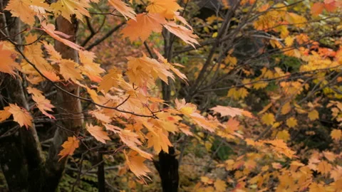 Orange maple leaves blowing in the wind Stock Footage 138254342