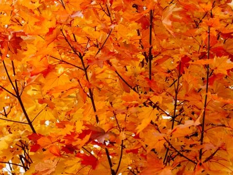 Orange maple leaves on the branches Stock Photos