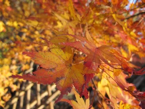 Orange maple leaves close up 写真素材