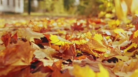 Orange maple leaves fall to the ground in park. Autumn. End of summer concept Stock Footage 157441652