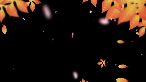 Orange maple leaves falling downward against deep black background creating Stock Footage 345335425