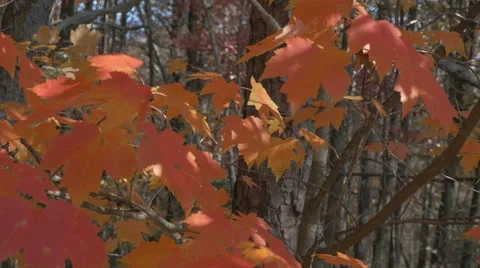 Orange maple leaves Stock Footage 45346566