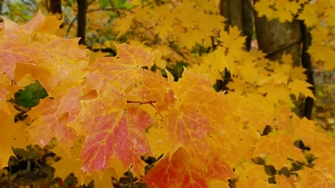 Orange Maple Leaves Stock Footage 141747749