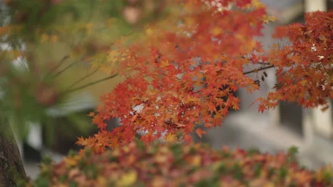 Orange Maple Leaves Stock Footage 239286041