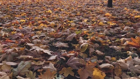 Orange maple leaves in the park at sunset Stock Footage 118243402