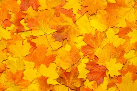 Orange maple leaves pattern autumn leaves background. Ground autumn background Stock Photos