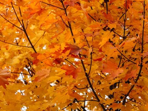 Orange maple leaves Stock Photos