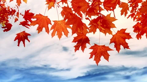 Orange maple leaves swaying on wind against watercolor landscape Vidéo 161121337