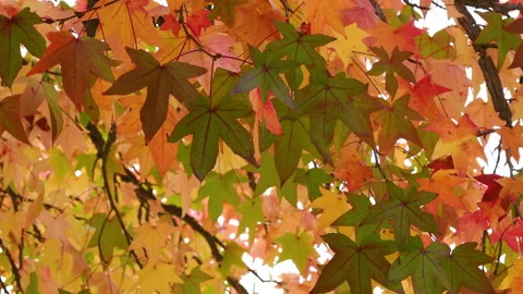 Orange maple leaves swaying in the wind. October. Stock Footage 164283587