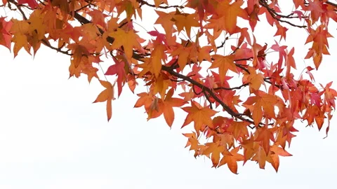 Orange maple leaves swaying in the wind in october Video stock 164286680
