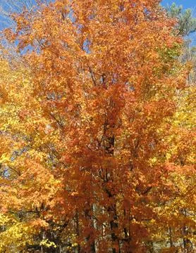 Orange maple tree in autumn Stock Photos