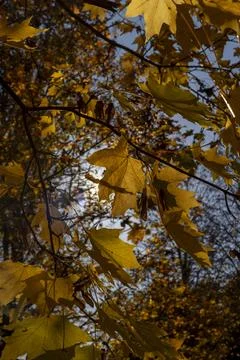 The orange maples hanging on the branches of a tree during the autumn fall, t Stock Photos