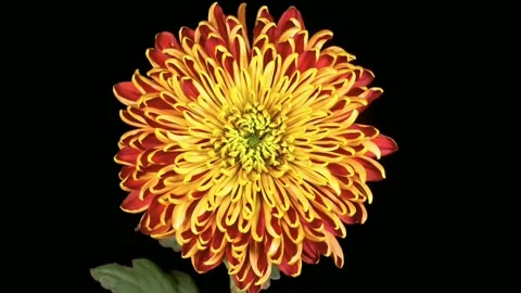 Orange marigold on black background. Stock Footage 148895914